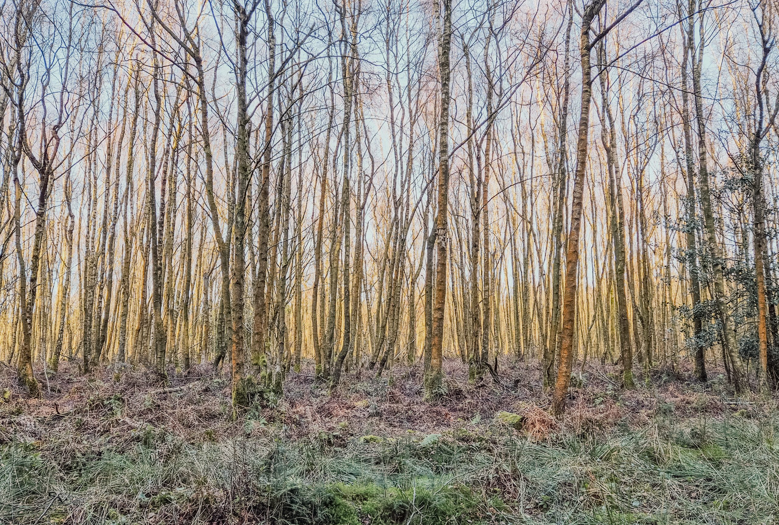 Conscious Coaching - Seeing the Wood and the Trees